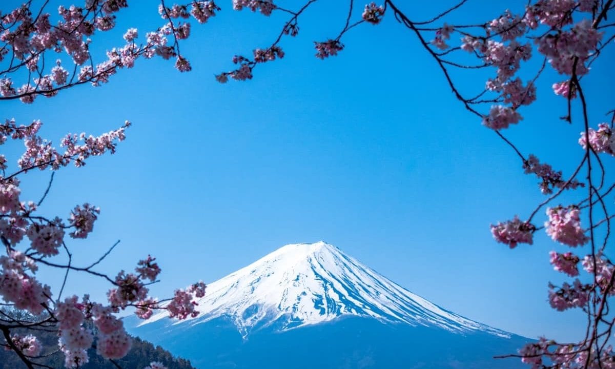 view of mount fuji in japan framed by cherry blossoms 1200x720 1